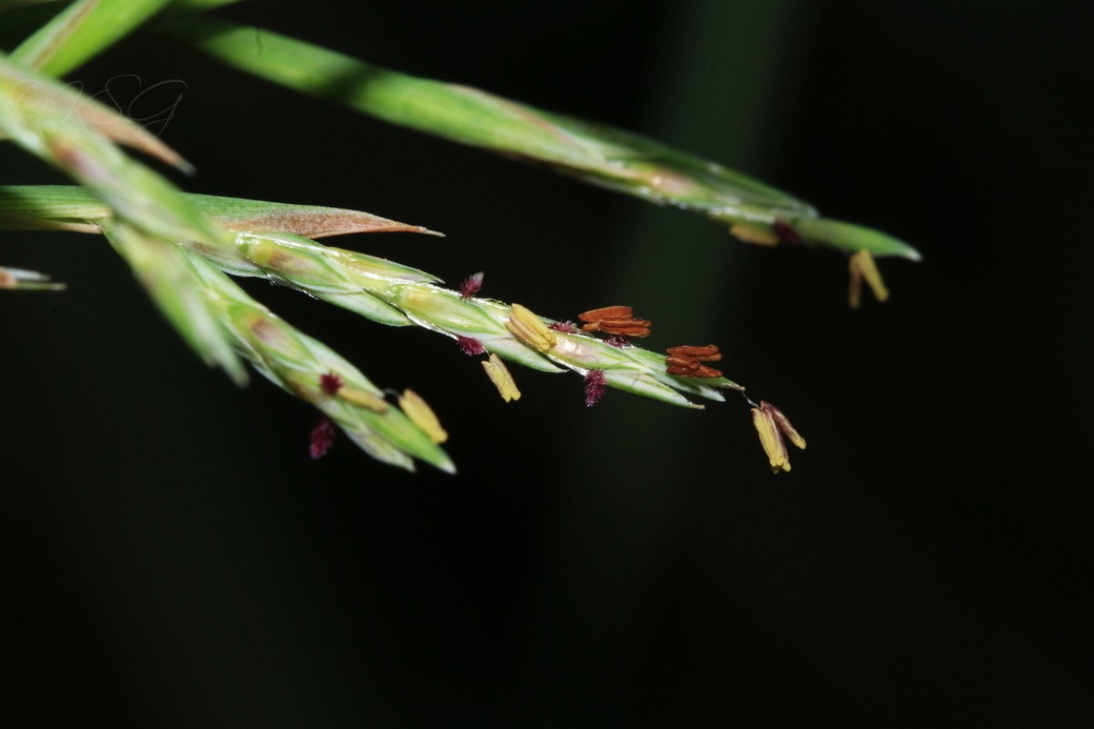 Cymbopogon citratus (DC.) Stapf